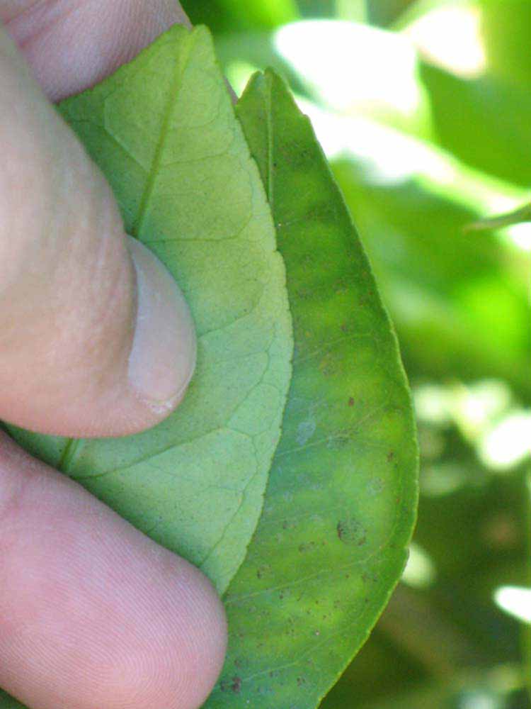              Margin (Riverside, CA)       